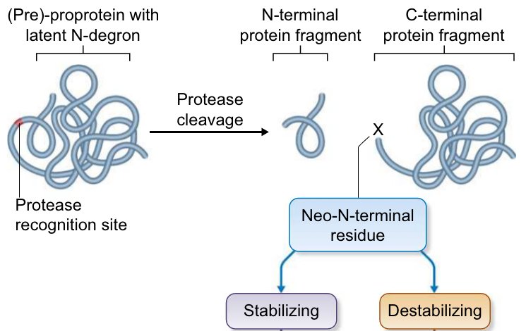 NDissmeyer's tweet photo. introducing plant concepts in proteolysis #PMD2017
#PRT1 trgt BIG BROTHER, ERFVII mtblztn, lt-DEGRON #biotechnology
https://t.co/2gT02F7Idx https://t.co/zZRknBgAT0