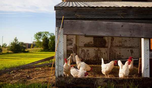 primaleyemag's tweet photo. Get The Best Chicks &amp; Get Laid: A Primal Guide to Keeping Chickens:

https://t.co/C8jJl6LwHW 

By @paleodietfit https://t.co/64aXLMVBV8