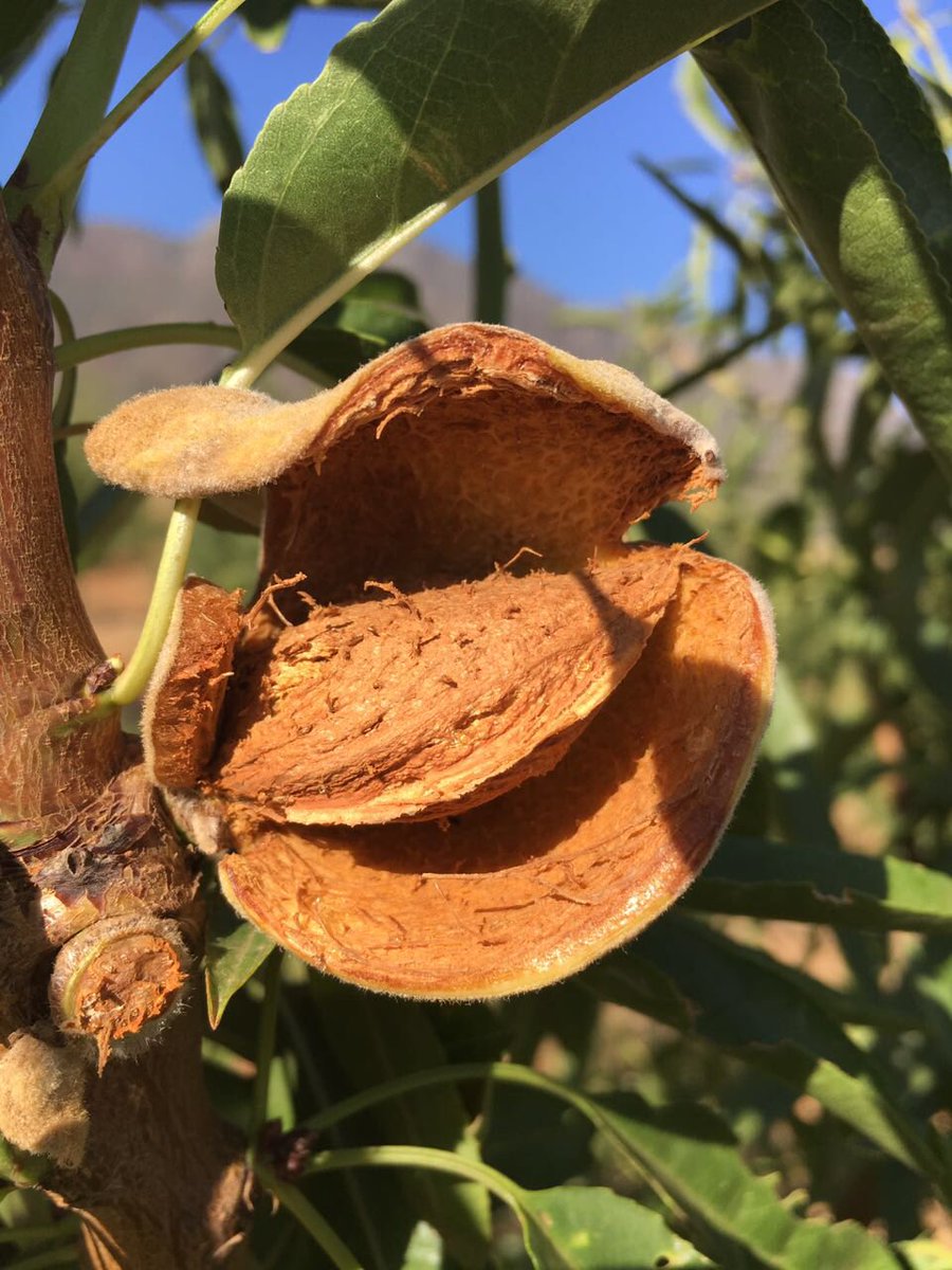 TommievanZyl's tweet photo. During the last 10 years we created 400 #jobs per year at #ZZ2's farming system with....7 #Almonds #Importreplacement #EconGrowth #WCape https://t.co/RON2YqwYZV