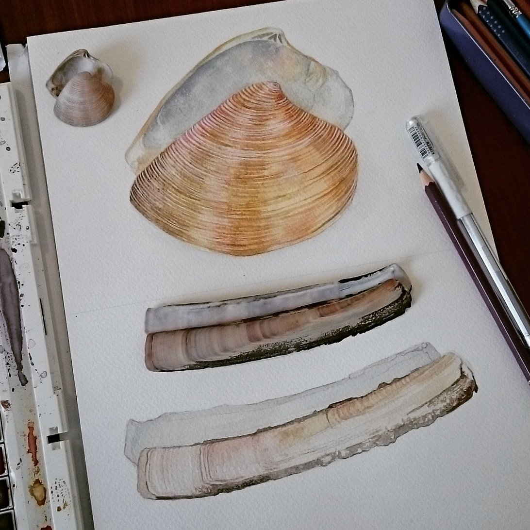 AnnettvonKatz's tweet photo. #shells #paintingshells #painting #naturesdetails #mollusca #bivalvia #biodiversity #naturelovers https://t.co/i3SqO9p4k7
