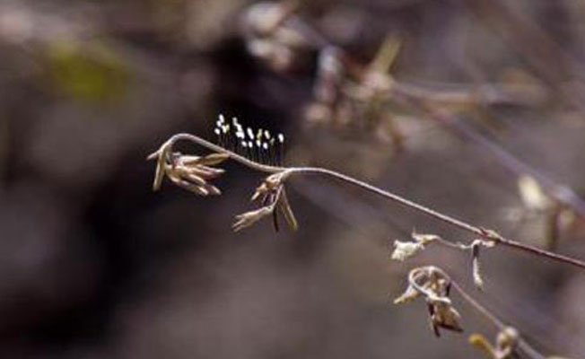 3 bin yılda bir açan Udumbara çiçeği Elazığ'da görüntülendi 

demokrathaber.org/cevre/3-bin-yi…