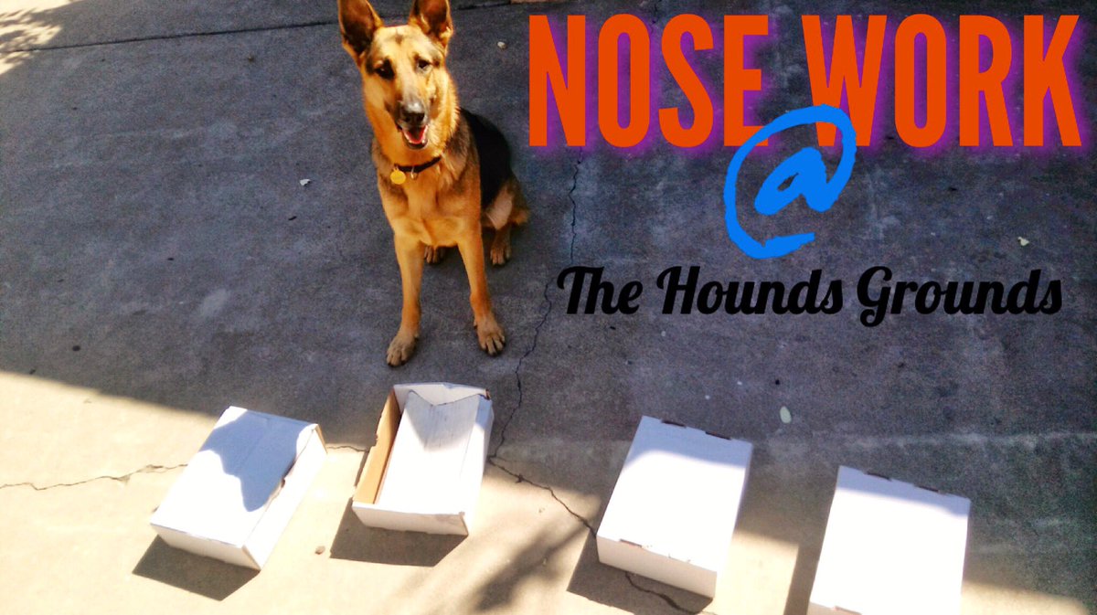 houndsgrounds's tweet photo. Trick Training and Nose Work Coming Soon to The Hounds Grounds in Huntington Beach, Ca https://t.co/DV8VVkHeS9