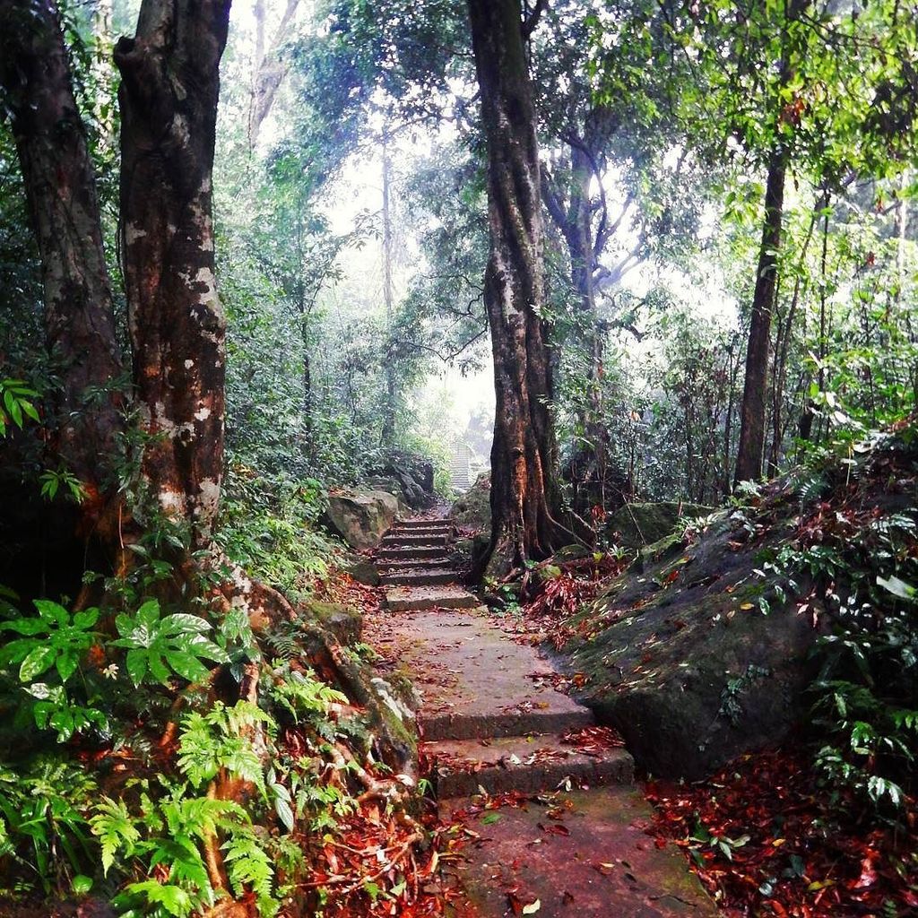 BeansofJo's tweet photo. Walking in the woods.

#woods #instago #forest #travelworld #travelpic #instapic #vacation #incredibleindia #incrediblenortheast #northeast… https://t.co/2pIBo9ElV1
