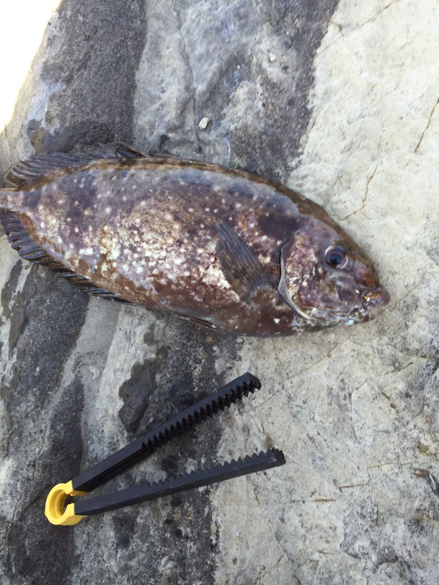 釣りパパ 釣れないカゴ師 三浦半島の磯焼け問題テレビでやってる ムラサキウニ ガンガゼ アイゴが犯人と紹介 みんなで アイゴ食べましょw 鰭の毒に気をつけてその場で内臓抜けば臭くないよ 皮は包丁でひいてね カワハギみたく剥くと繊維が残って食感 釣りパパ 釣れないカゴ師 三浦半島の磯焼け問題テレビでやってる ムラサキウニ ガンガゼ アイゴが犯人と紹介 みんなで アイゴ食べましょw 鰭の毒に気をつけてその場で内臓抜けば臭くないよ 皮は包丁でひいてね カワハギみたく剥くと繊維が残って食感