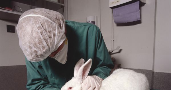 KentEckert's tweet photo. Australia Will Finally Ban Cosmetic Testing on Animals https://t.co/nwbisCYSkr #Health_Medicine #animal_testing #Cosmetics https://t.co/xOjj8FzfaM