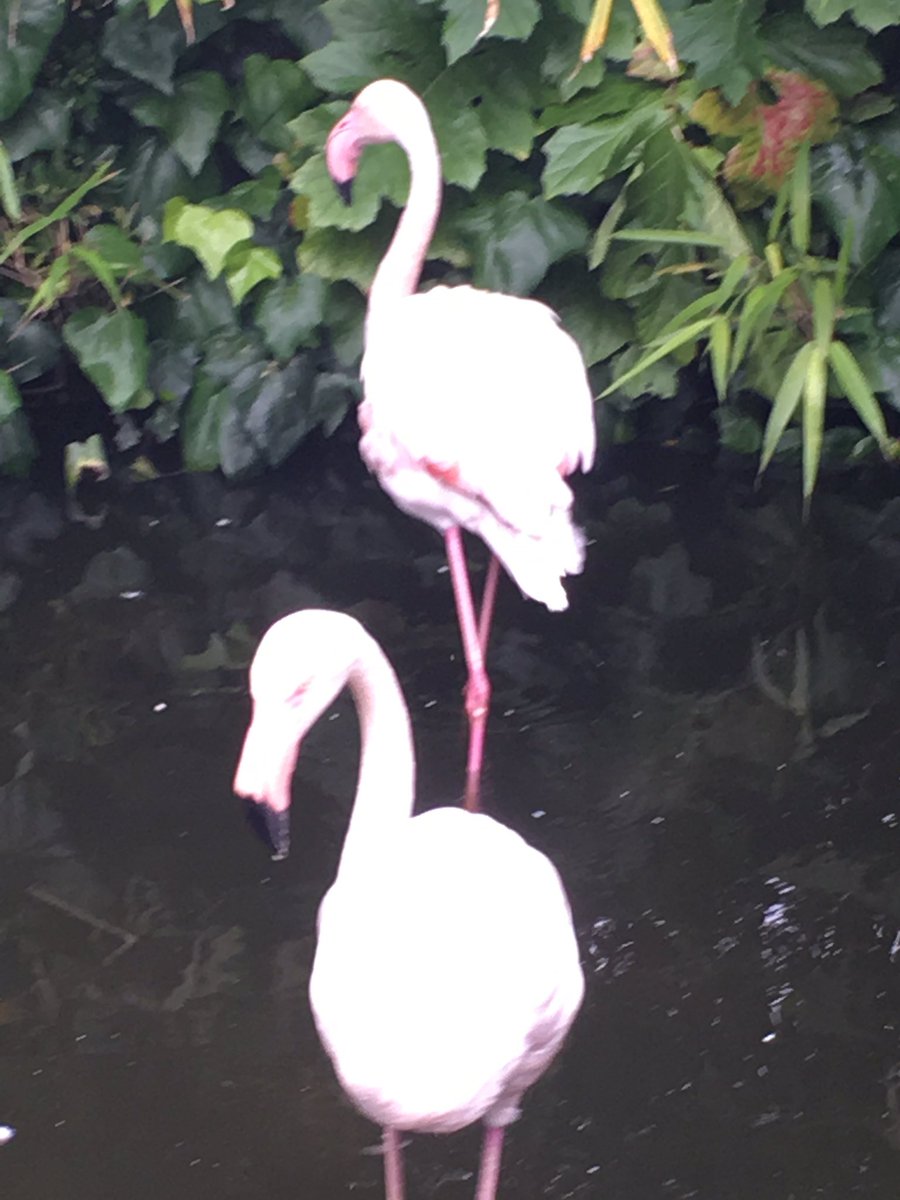 FeelFabClub's tweet photo. Flamingoes make me feel Fab! 💕 what makes you feel fab? ���️ https://t.co/CPQDHskS9F