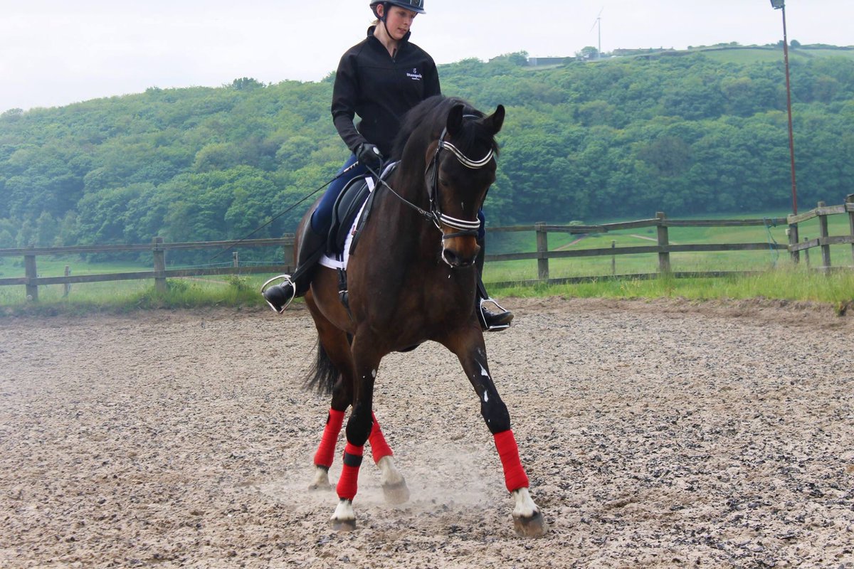 StampedeEq's tweet photo. #lateralwork is #yogo for #horses @247dressage like if you love lateral work for improving suppleness, below one of our sponsored riders https://t.co/GcwSDf7cUq
