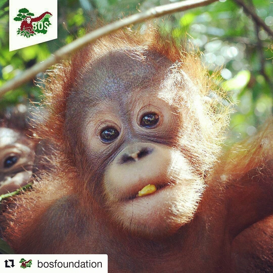 Welcome to Nursery Group Bumi! <a href="/bornean_OU/">BOS Foundation</a> #BOSF #BOSFoundation #borneoeyewear #CSR #fundraising #endangered #orangutans #primates #wildlife