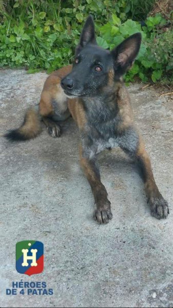policia's tweet photo. Nuestra agente🐶 Gala busca un hogar para su merecido descanso. Echa un vistazo a sus fotos😍 y #AdoptaUnJubilado https://t.co/Fpr8AW6SSz https://t.co/1gYiim2GXD