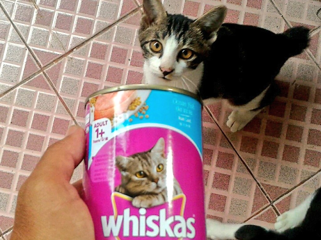 nsane11's tweet photo. Happy Sunday from #Lastri #Okan #Tompi ! 😻😽😸 https://t.co/vSJzZQYHYU
