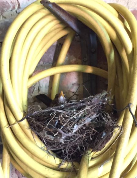 nationaltrust's tweet photo. A blackbird has made a hose its home @NymansNT... 
[spotted by our gardener Stephen] https://t.co/Hl2pwYZhbL