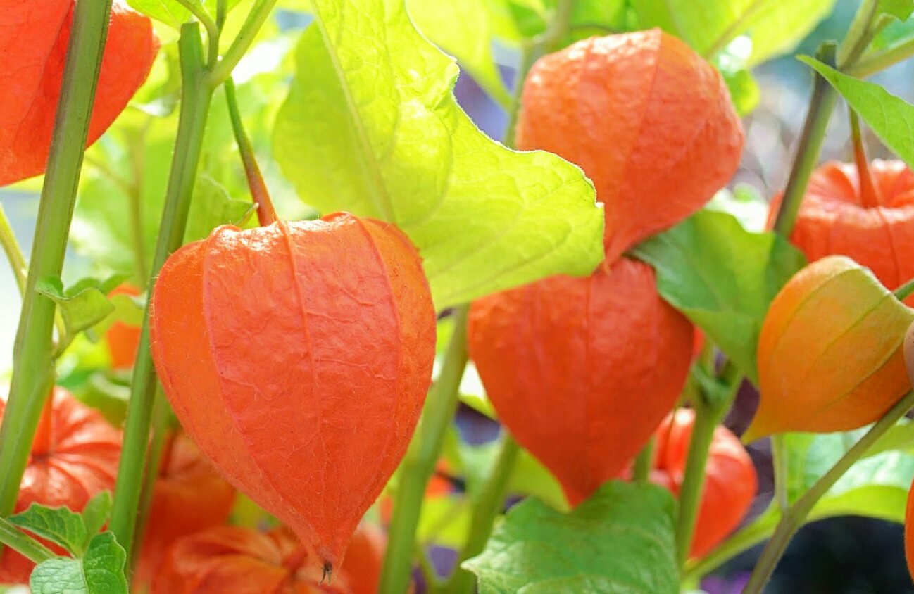 花 鬼灯 は実も葉も殻も紅葉哉 松尾芭蕉 元禄4年 ホオズキの実は初め緑色だが 熟れると赤くなる 実が赤くなったことは 殻が赤くなったことで分かる その頃には葉も赤みを帯びてくる 今日の誕生花 鬼灯 ホオズキ 花言葉 心の平安 4