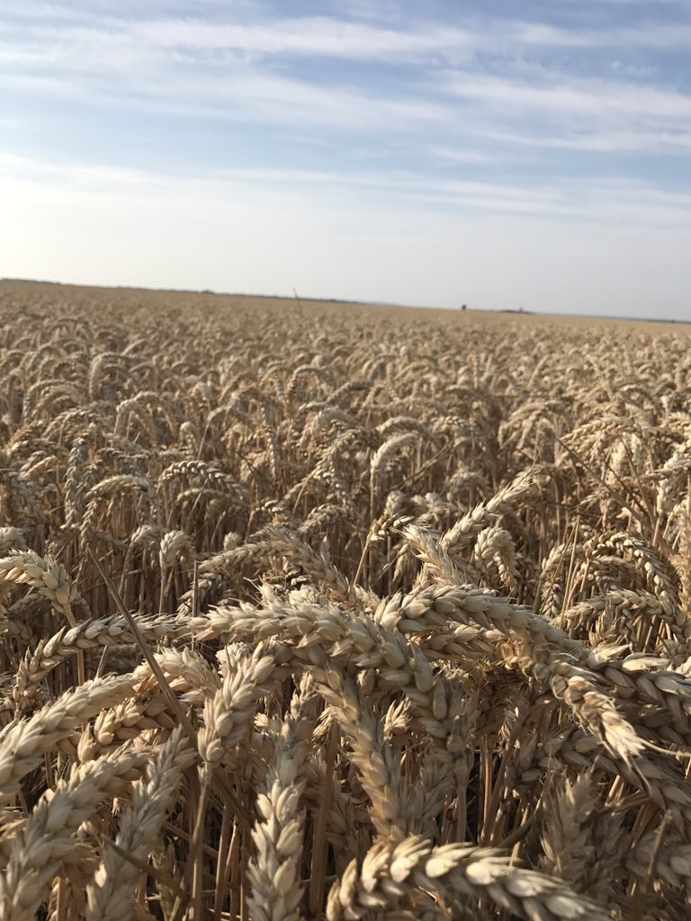 Cuma de Péroy tweet media