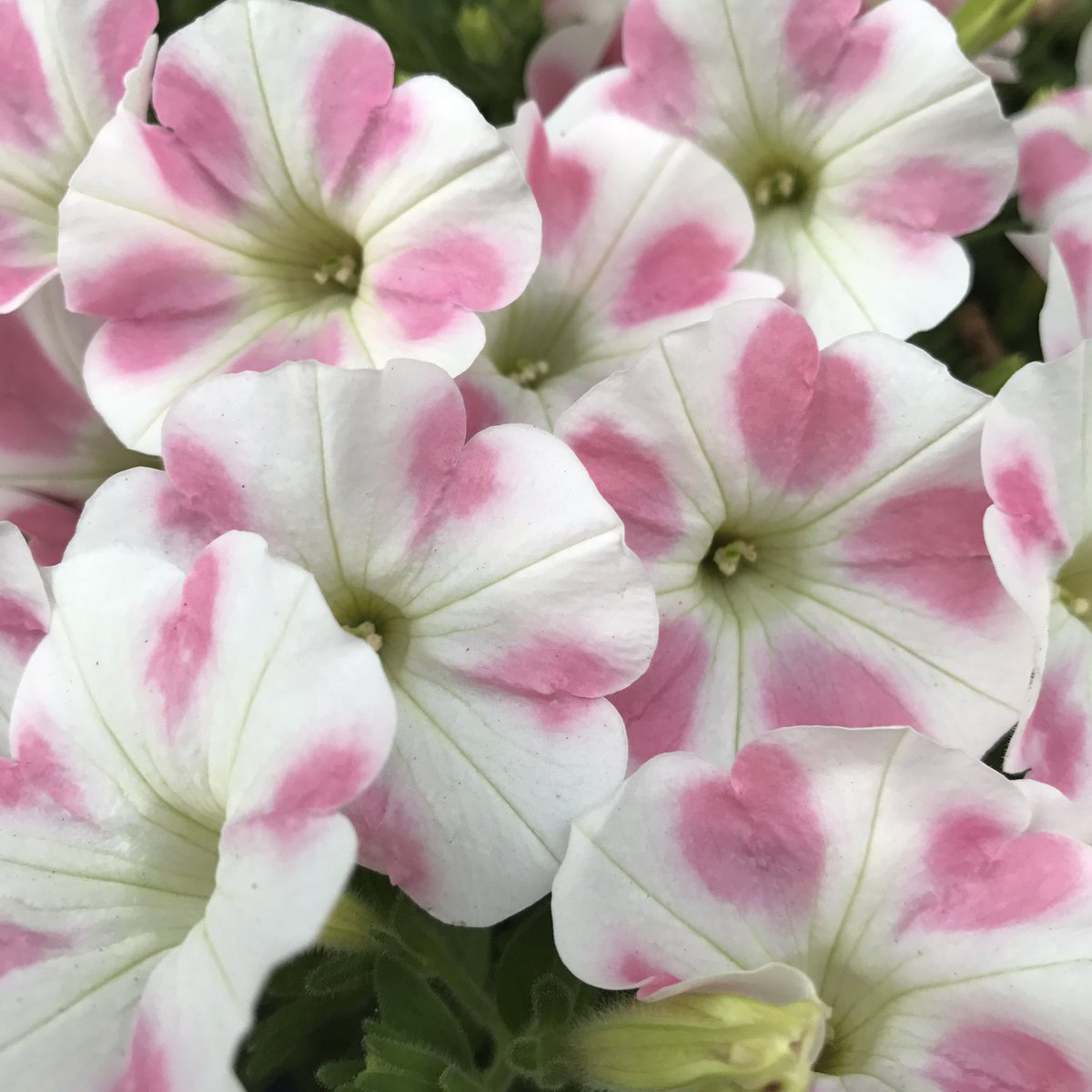 すべての美しい花の画像 トップ100 サフィニア 花 言葉