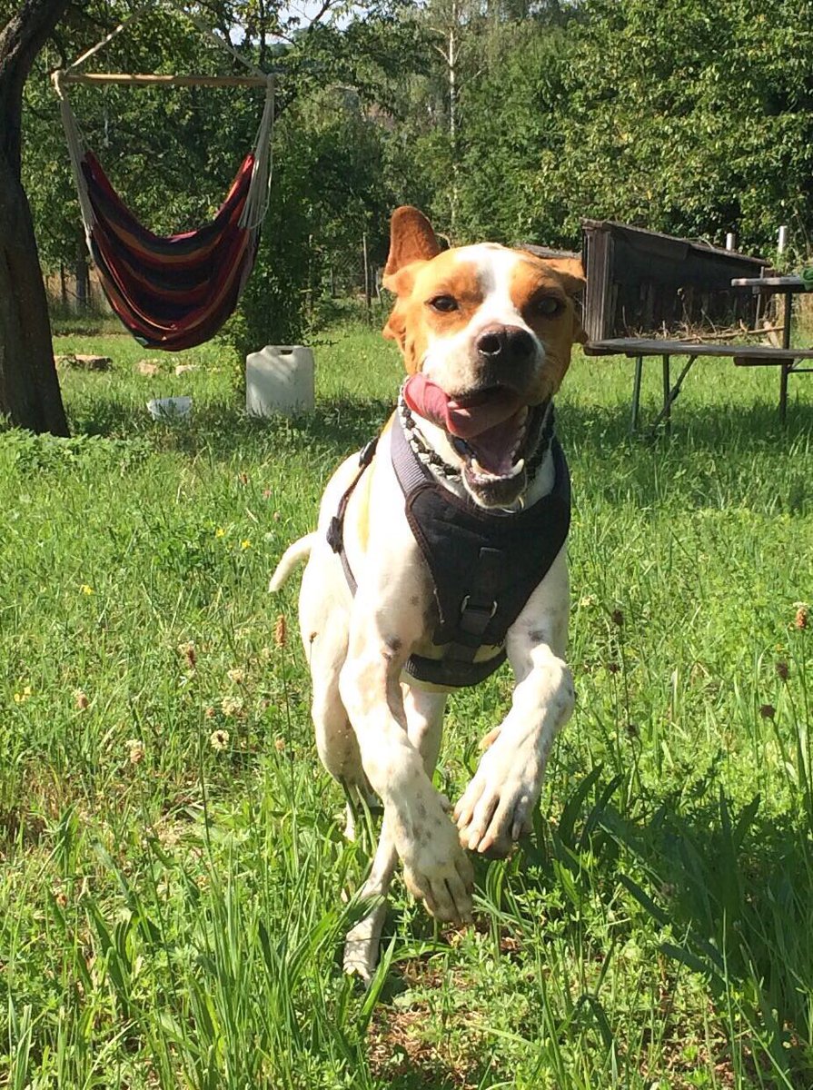 FRANCIS sucht ein Zuhause! Endstelle ist kurzfristig abgesprungen. Bitte helft ihm &amp; RT er hat's so verdient #AdoptDontShop #followerpower