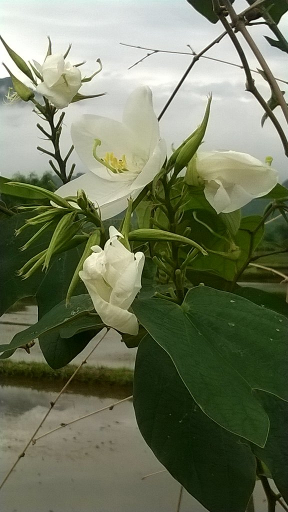 MinhNguyen234's tweet photo. Mai Chau with Rock Climbing and Garden Visiting#MaiChau #Asia_Outdoors #Homestay #White_flowers #Moutains #Sky https://t.co/h6B19nCWkS