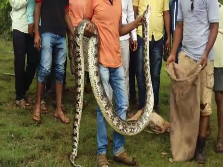 abpanandatv's tweet image. #13FootLongPython #Pune #IndianRockPython দেখুন, পুণেতে ধরা পড়ল ১৩ ফুটের পাইথন abpananda.abplive.in/photos/13-feet…