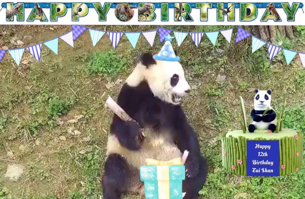 MadAboutBei's tweet photo. Happy Bearday Tai Shan! #HappyBirthdayTai #Butterstickis12 @aPandaCity @BaoBaoInChina Glad you enjoyed your pawtay with friends &amp; sizzy🎂🎉🎈💕🐼 https://t.co/lSAqae46Vq