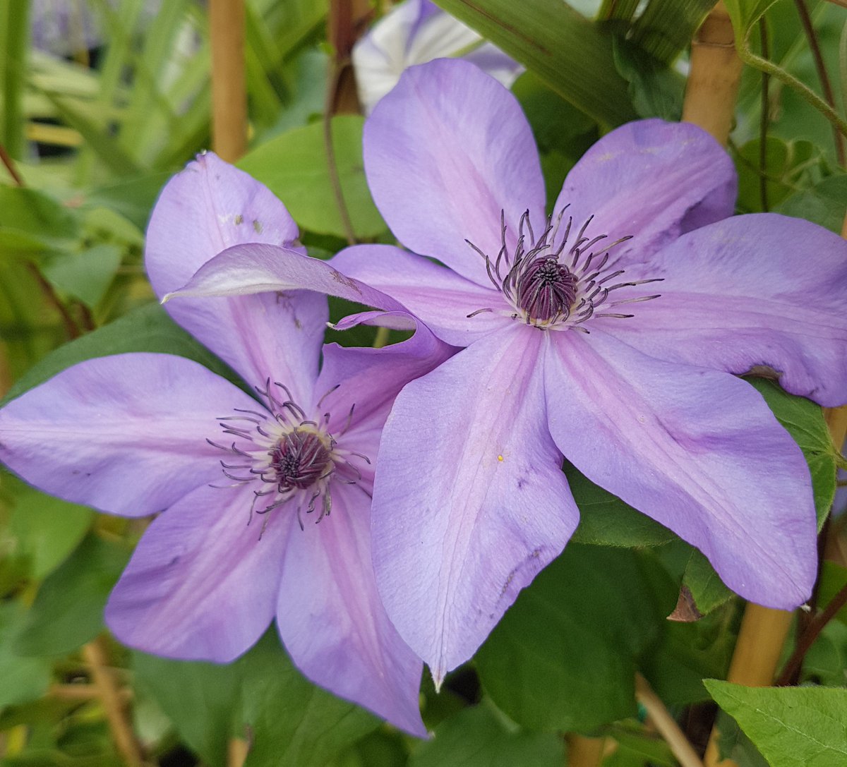 One of this weeks "Top picks": Clematis Shimmer #Summer #Weekend #Summershere #Gardening #Pretty #Blooms #Gardencentre