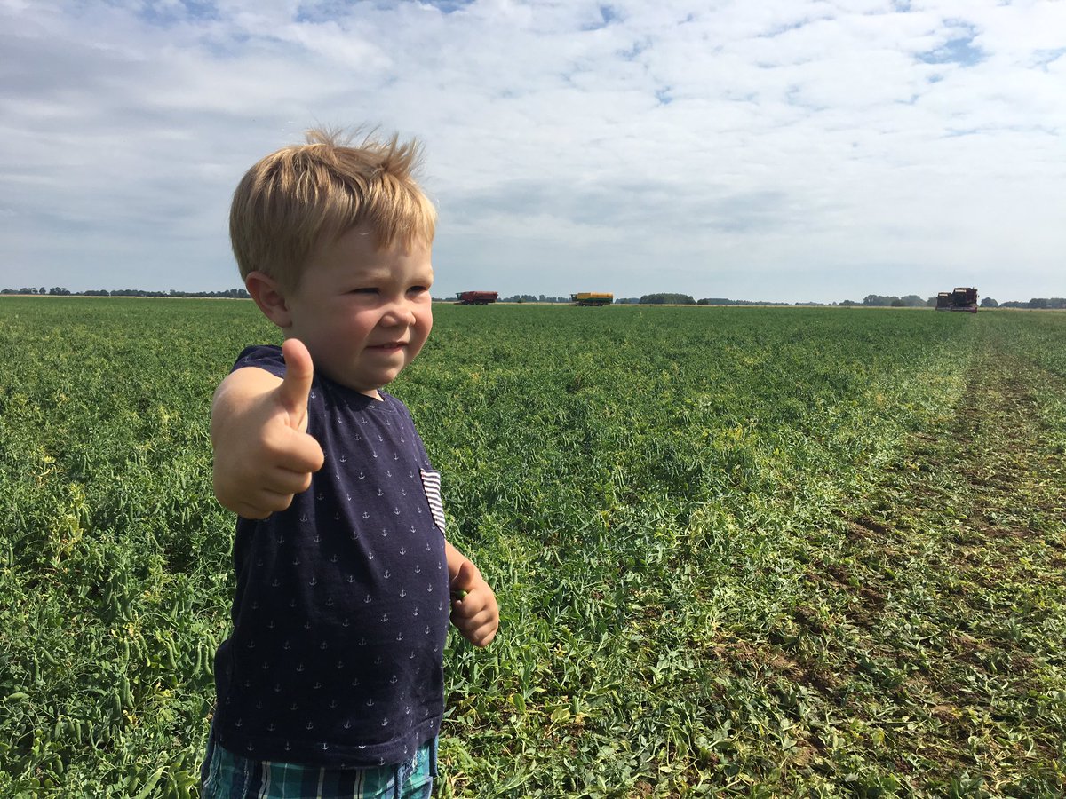 <a href="/HMCPeas/">HMC Peas</a> getting the thumbs up today #PeaHarvest2017 <a href="/YesPeas/">Yes Peas!</a>