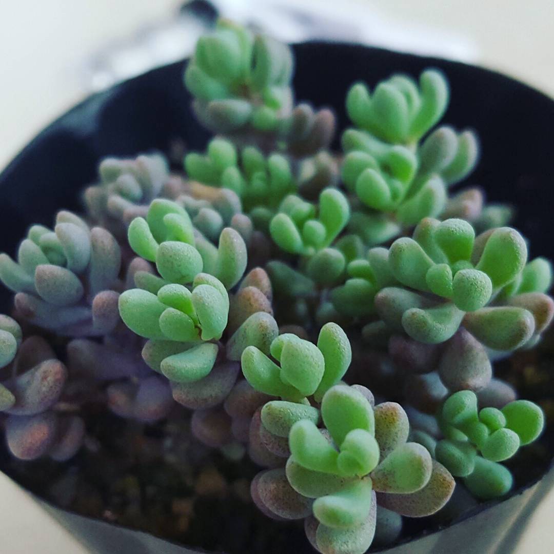 hyundaimansis's tweet image. 현미경으로 관찰한 다육이-희성미인

망고샵에서 천원에 만나보실 수 있습니다.

온라인 식물 농장 - 망고샵
mangoshop.kr

#다육이 #다육식물 #다육화분 #인테리어화분 #식물인테리어 #테라리움 #플랜테리어 #다육이화분