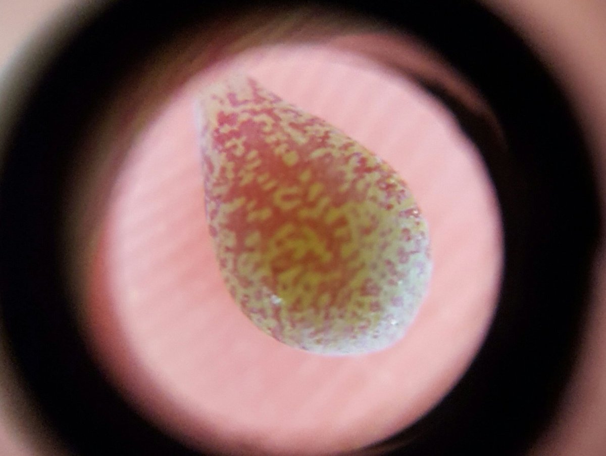 hyundaimansis's tweet image. 현미경으로 관찰한 다육이-희성미인

망고샵에서 천원에 만나보실 수 있습니다.

온라인 식물 농장 - 망고샵
mangoshop.kr

#다육이 #다육식물 #다육화분 #인테리어화분 #식물인테리어 #테라리움 #플랜테리어 #다육이화분