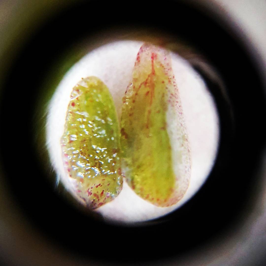 hyundaimansis's tweet image. 현미경으로 관찰한 다육이-희성미인

망고샵에서 천원에 만나보실 수 있습니다.

온라인 식물 농장 - 망고샵
mangoshop.kr

#다육이 #다육식물 #다육화분 #인테리어화분 #식물인테리어 #테라리움 #플랜테리어 #다육이화분