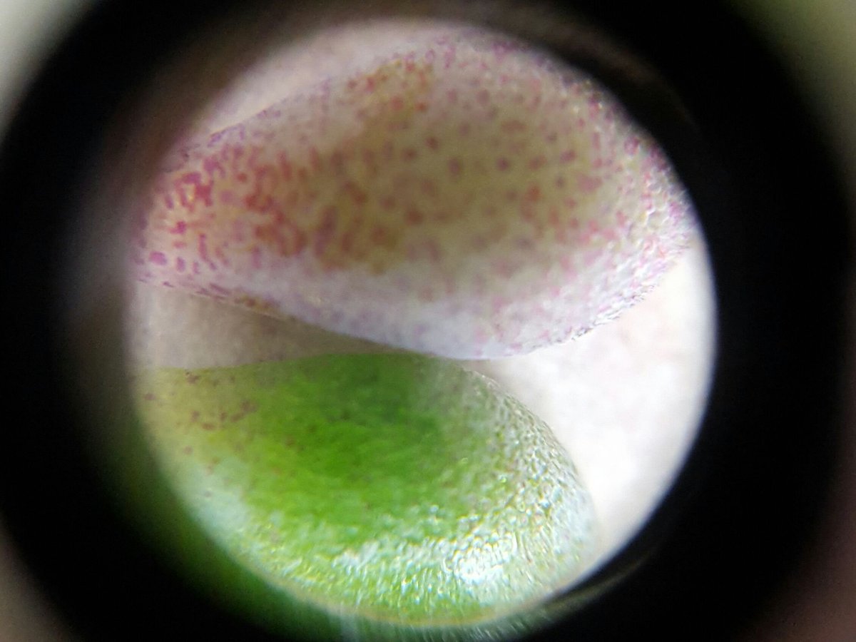 hyundaimansis's tweet image. 현미경으로 관찰한 다육이-희성미인

망고샵에서 천원에 만나보실 수 있습니다.

온라인 식물 농장 - 망고샵
mangoshop.kr

#다육이 #다육식물 #다육화분 #인테리어화분 #식물인테리어 #테라리움 #플랜테리어 #다육이화분