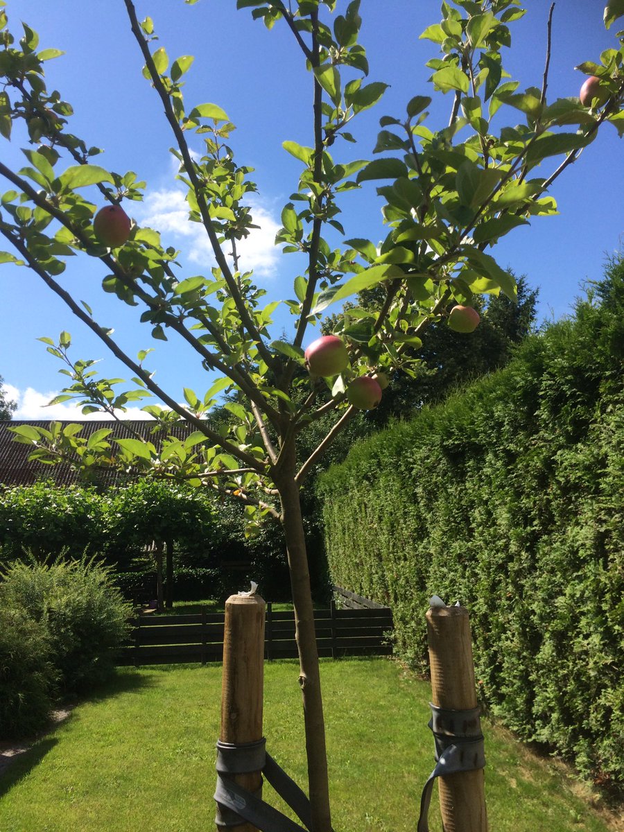 De appelboom van het <a href="/Koploperproject/">Koploperproject</a> geeft vruchten <a href="/adakruiter/">ada kruiter</a> <a href="/PureEnergieNL/">Pure Energie</a> @AlfonsWispels <a href="/DZyzzion/">Jaap de Vries</a>