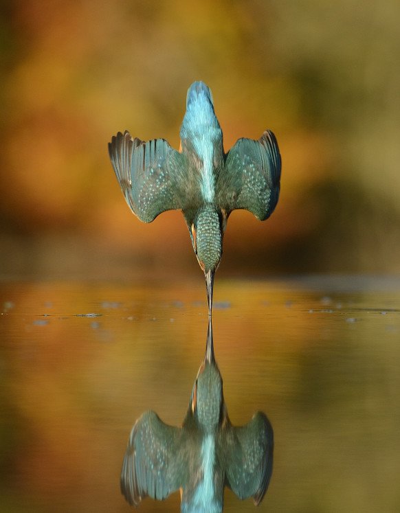 WIRED's tweet photo. You'll never believe how long it took the photographer to take this kingfisher photo https://t.co/MDf4z7IC6A https://t.co/6vOey2aeJw