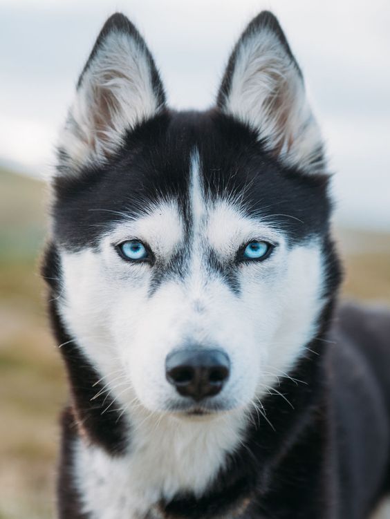 59.  Adotas-te um cão para te fazer companhía, qual foi?