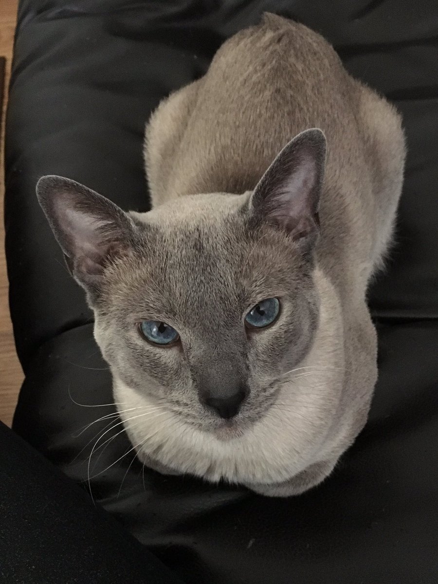 jessdem6's tweet photo. Meow #cat #Connorthecat #kittycat #meow https://t.co/un4CrNwYRy