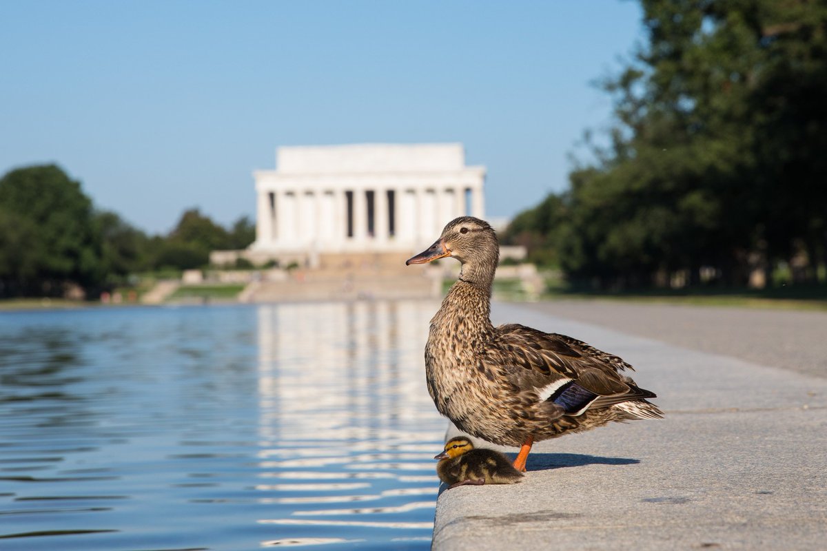 Ducks line the Lincoln Memorial Reflecting Pool in Washington, D.C.