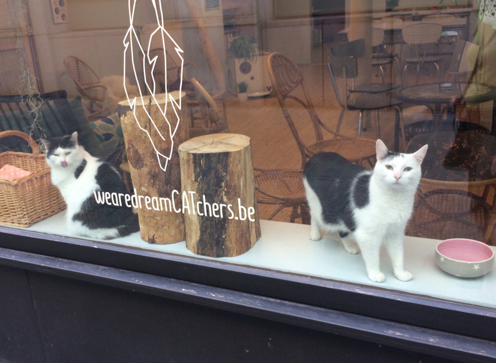 Hans Dinkelberg on Twitter "DreamCATchers gent kattencafé…