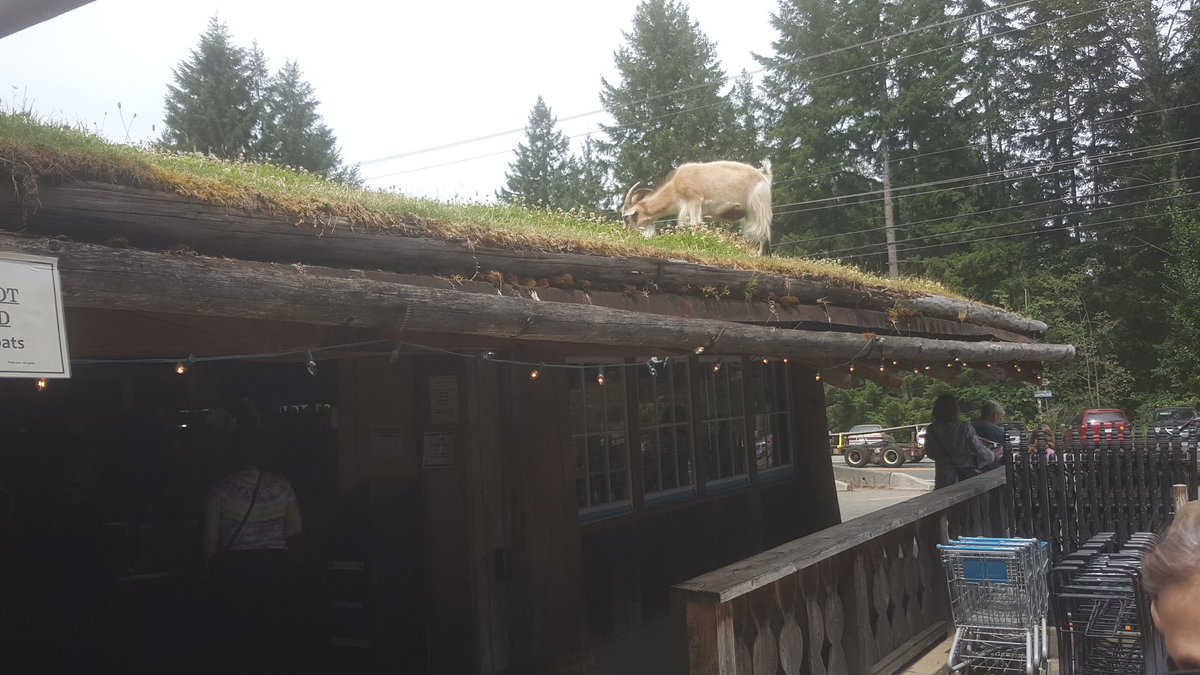 PasationTravel's tweet photo. It's true...there are goats on the roof in Coombs, BC -  Loved exploring this unique town! #exploreBC #explorecanada #Canada150 https://t.co/0xuYTjXWTU