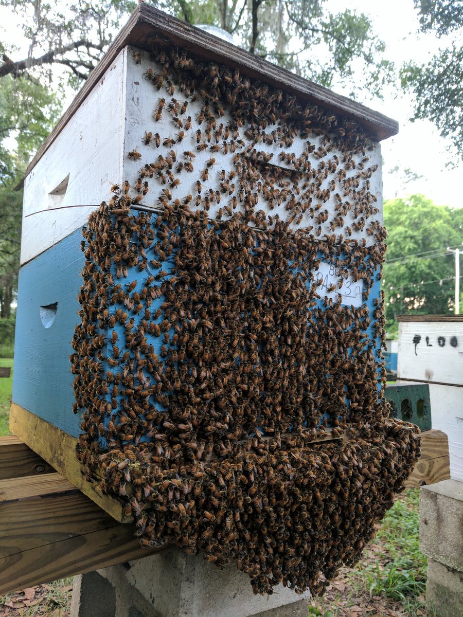 UFhoneybeelab's tweet photo. We have been busy with #swarmcontrol this #spring and #summer to build up strong #hives for our upcoming #Varroa study! #ufbugs #gatorgood https://t.co/7Gg5VRK9Ba