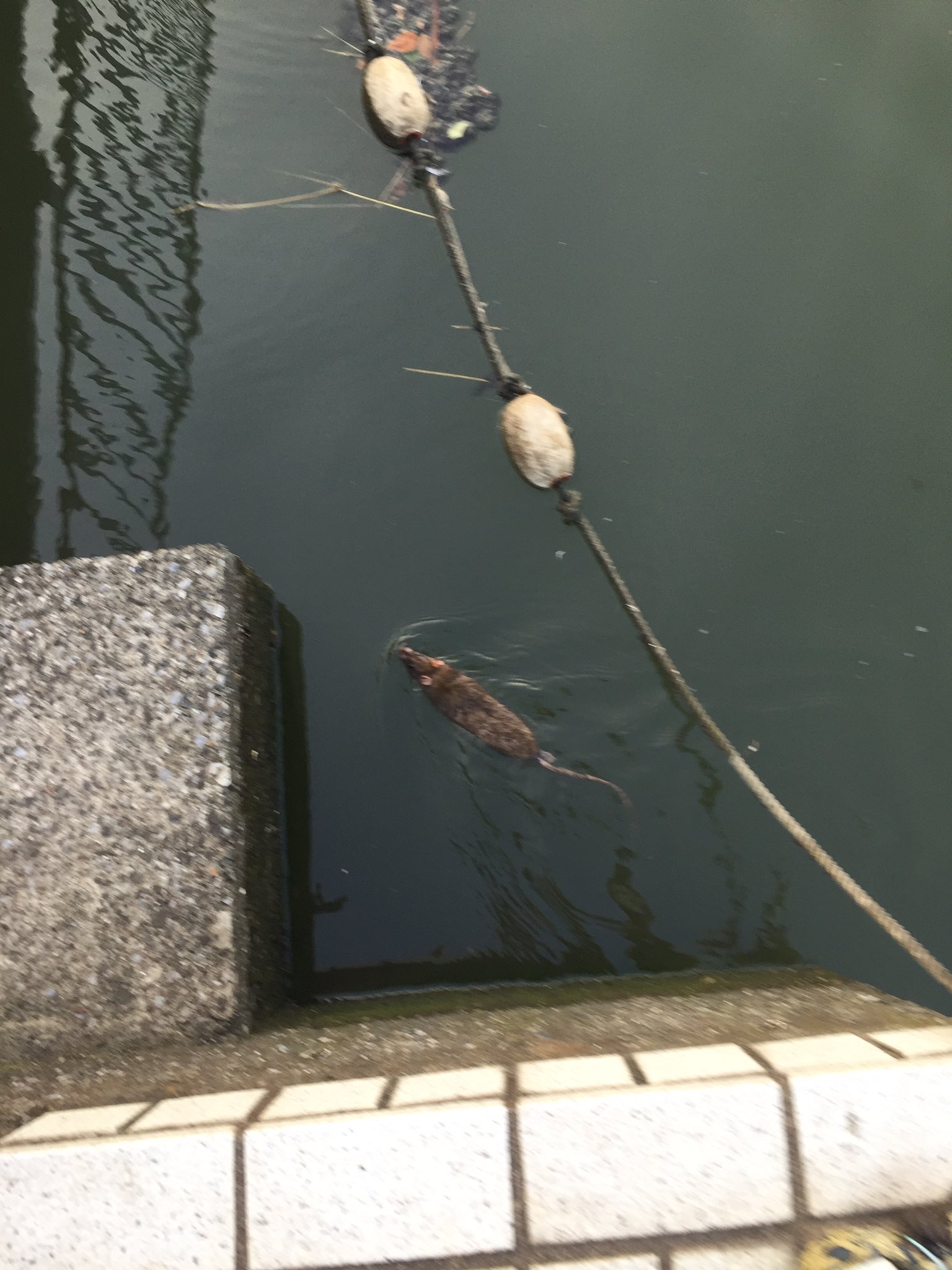 So C 若洲love 先日 新左近川親水公園に行きました テナガエビは網ですくいました 約匹です そして ネズミが泳いでいるのを見ました ﾟwﾟ 新左近川親水公園 テナガエビ ネズミ T Co Kr3d7n04dl Twitter