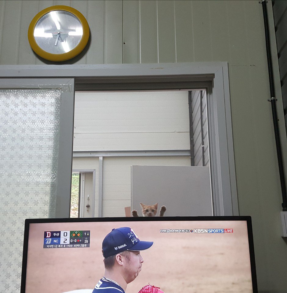 2seungjae's tweet photo. Dad's been raising a stray cat. Lil dude wants to watch baseball with him now. #kitty #cat #kitten #funnycat https://t.co/7jrvwNiJKf