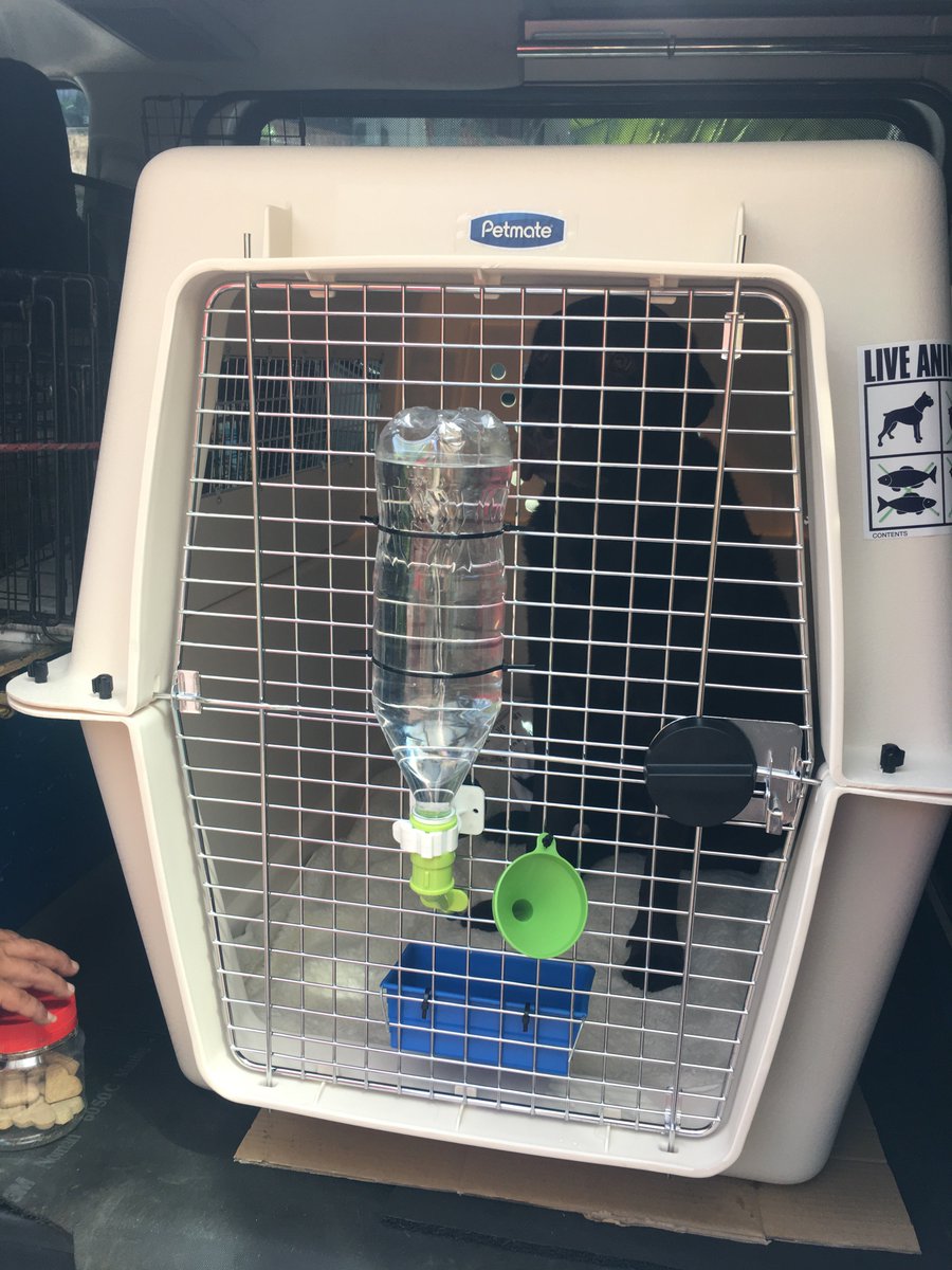 iag pet cargo