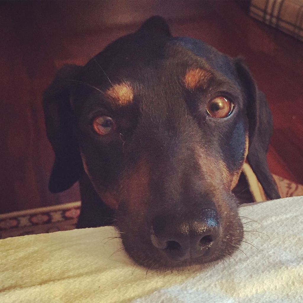 Matteomic94's tweet photo. Mi dai un biscottino?

#dog #pet #yoda #home #bassotto #tarocco https://t.co/bRcJiPsehA https://t.co/fPq0lQ2wHJ