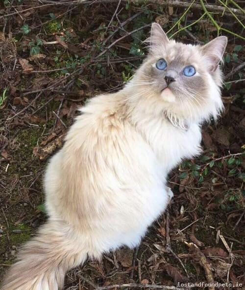 Female cat lost on 07/07/2017 in Mulberry Drive, #Dublin, Fingal - lostandfoundpets.ie/qtm29y #lpie