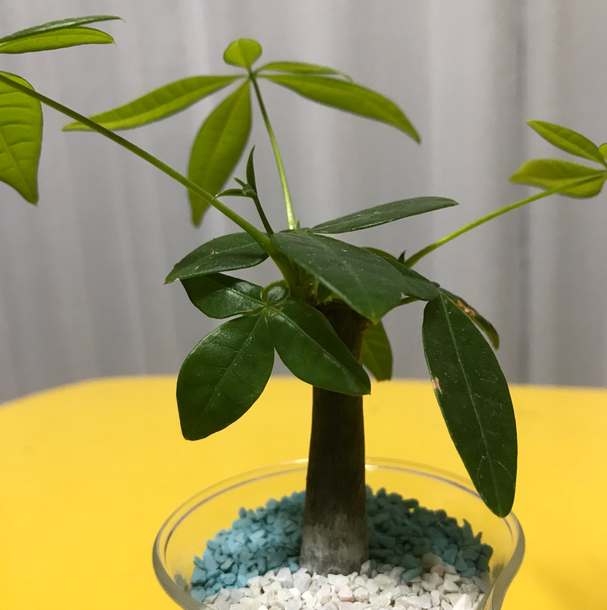 サイナ Twitterren ハイドロカルチャーで育てているパキラの新芽が大きくなりました 濃い緑の葉の茎 があまり伸びてないので この子は伸びていってくれると嬉しいな W パキラ 観葉植物 育成記録 ハイドロカルチャー T Co