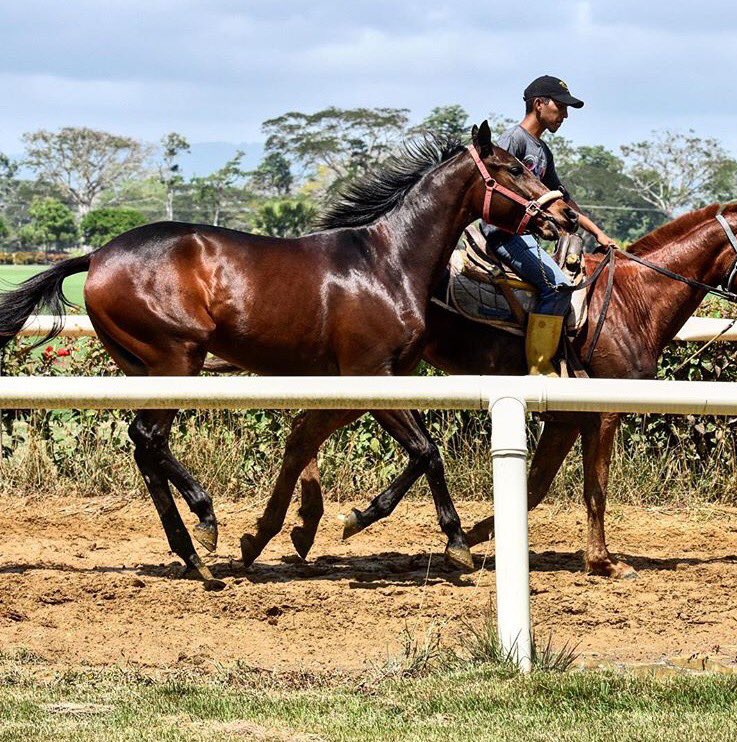 Haraslossamanes's tweet photo. #Hipismo Conoce más sobre el Haras Los Samanes https://t.co/3L1cqwa9u0 Criando con pasión y dedicación. https://t.co/zoD5Z05V5h