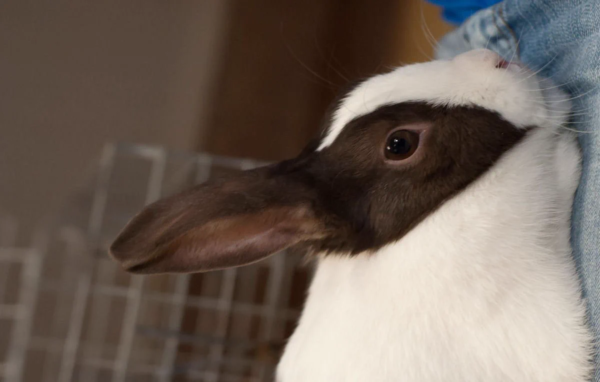 これはすごいww「ウサギとアヒルのだまし絵」そっくりの生き物が現実にいた！