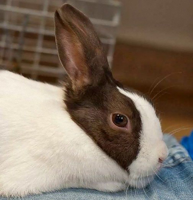 さいたま改２ 有名な ウサギとアヒルのだまし絵 そっくりの生き物が現実にいた T Co Sdydmfcoec だまし絵のように混乱してしまう