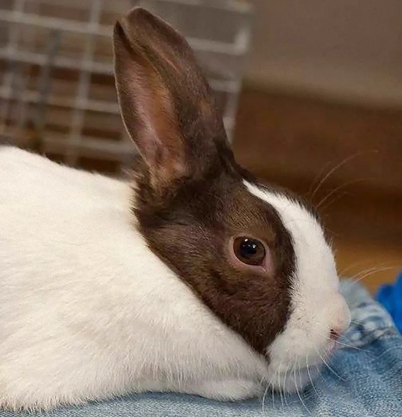 これはすごいww「ウサギとアヒルのだまし絵」そっくりの生き物が現実にいた！