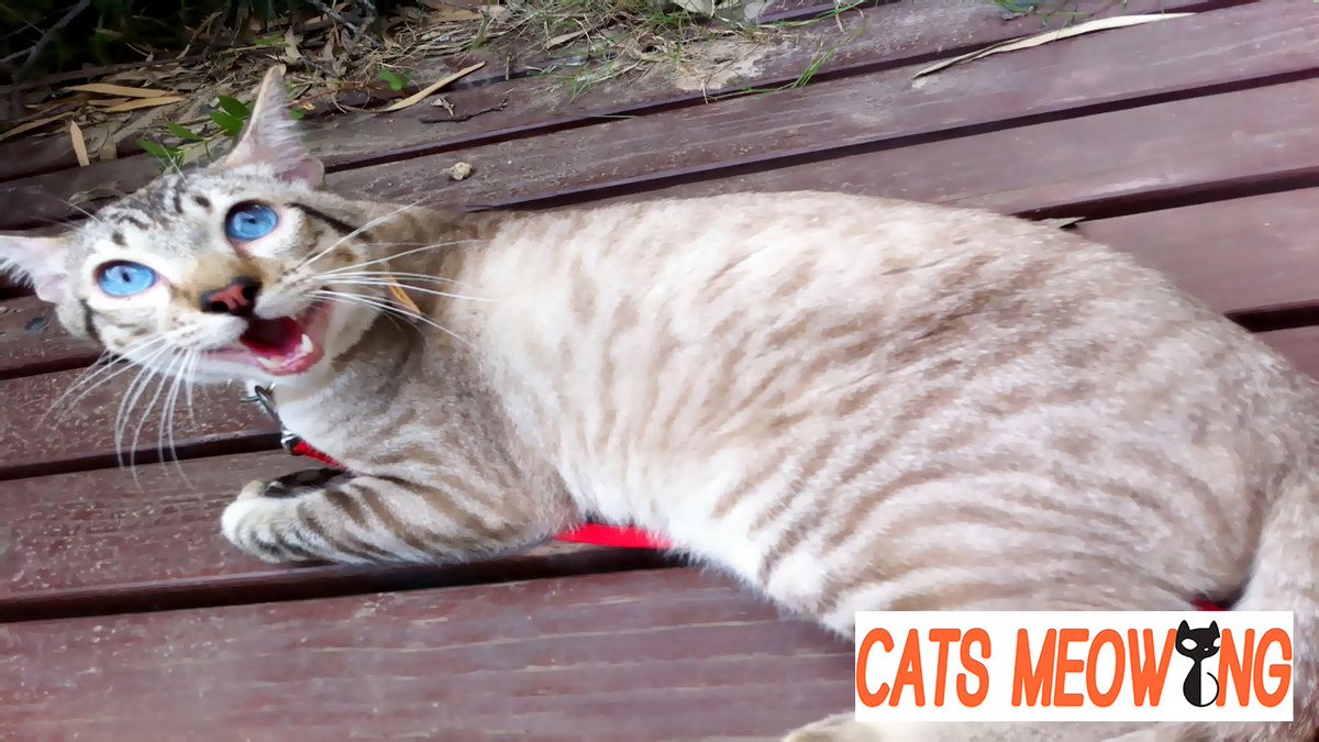 catfunnyvideos hashtag on twitter