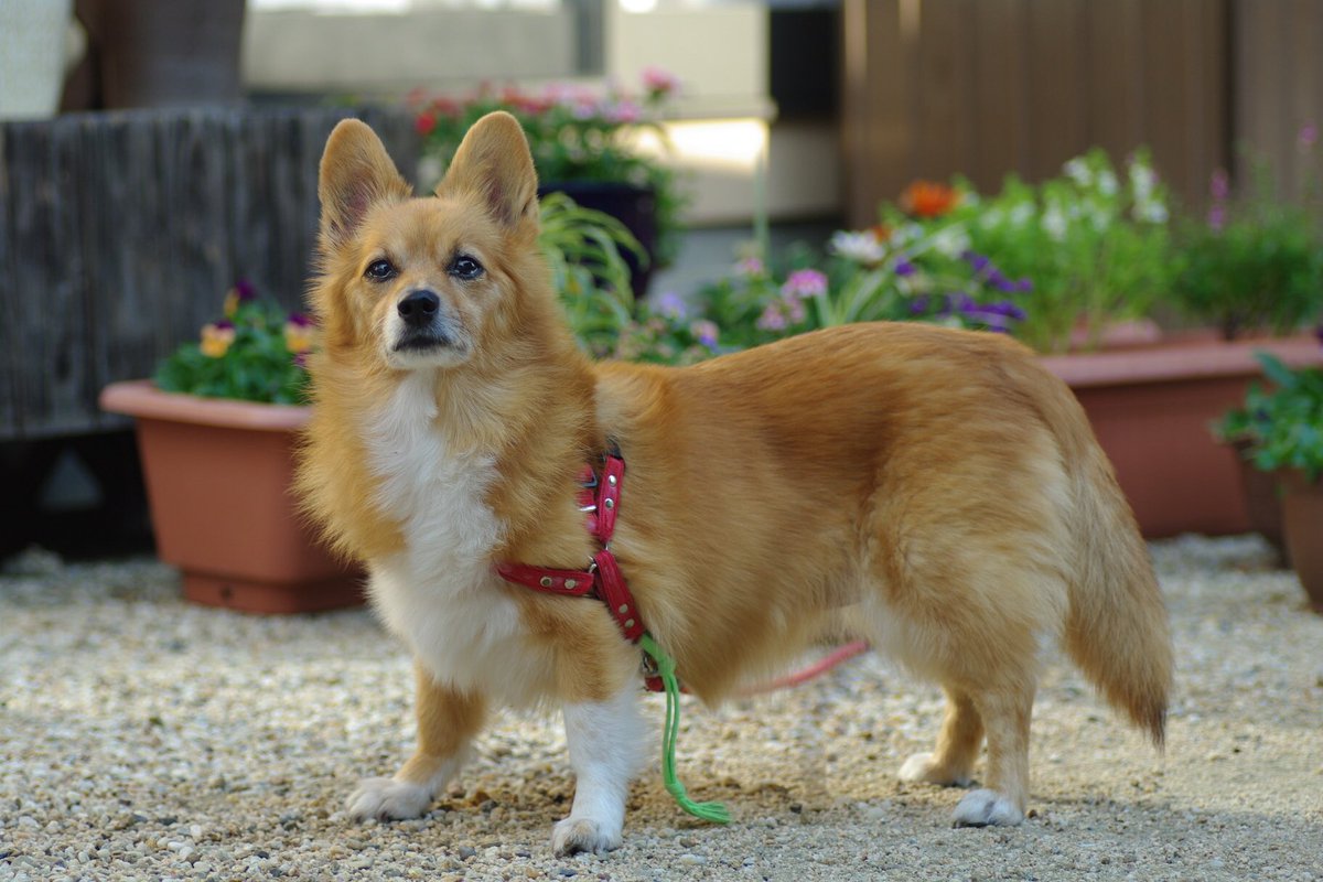 Maru うちの亡くなった犬だけど 可愛くて仕方がない でももう会えない よそ様のコーギーとポメラニアンのミックス犬が見たいなぁ コーギー ポメラニアン ミックス犬 T Co Pvwjtjkhbg