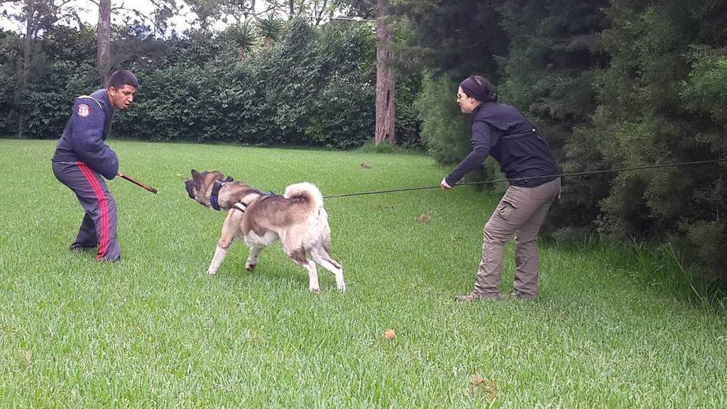 D4dogscr's tweet photo. Training day yay!!!! #dogtraining #dogtrainer #workingdog #bitework #biteworktraining #protectiondog #guarddog #ak… https://t.co/ItMnXcFeKx https://t.co/aTclzjMJF0