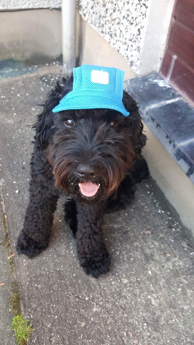 wilmathomson1's tweet photo. This wee dude melts my heart โค๏ธ ๐พ #Ozzy #labradoodle #cute #brawboy https://t.co/w547axdov6